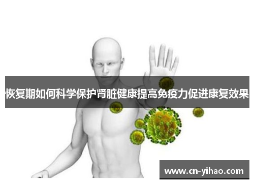 恢复期如何科学保护肾脏健康提高免疫力促进康复效果